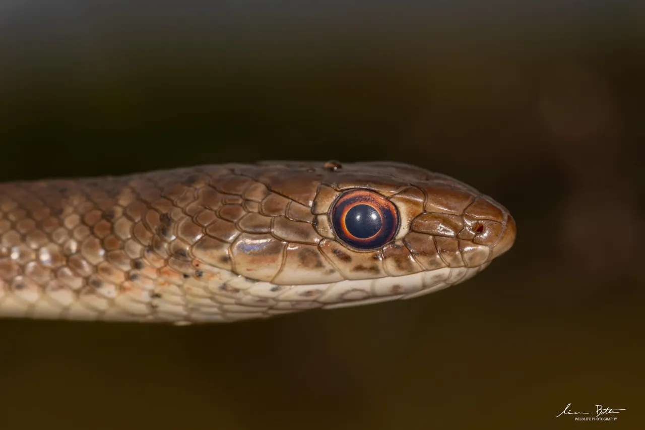 Psammophis brevirostris. From near Centurion, Gauteng. Liam Botha.