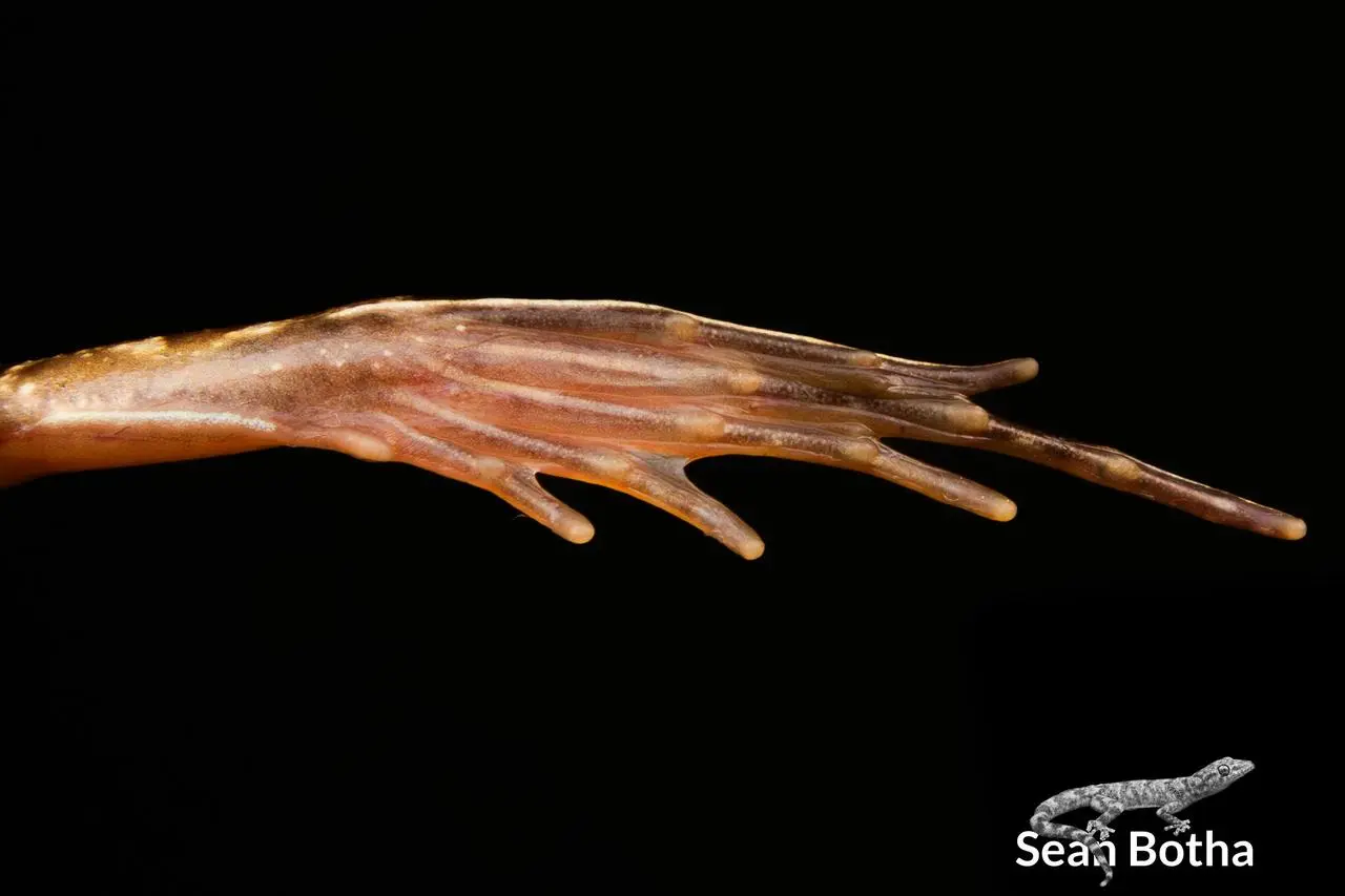 Amietia delalandii. From Pretoria, Gauteng. Sean Botha.