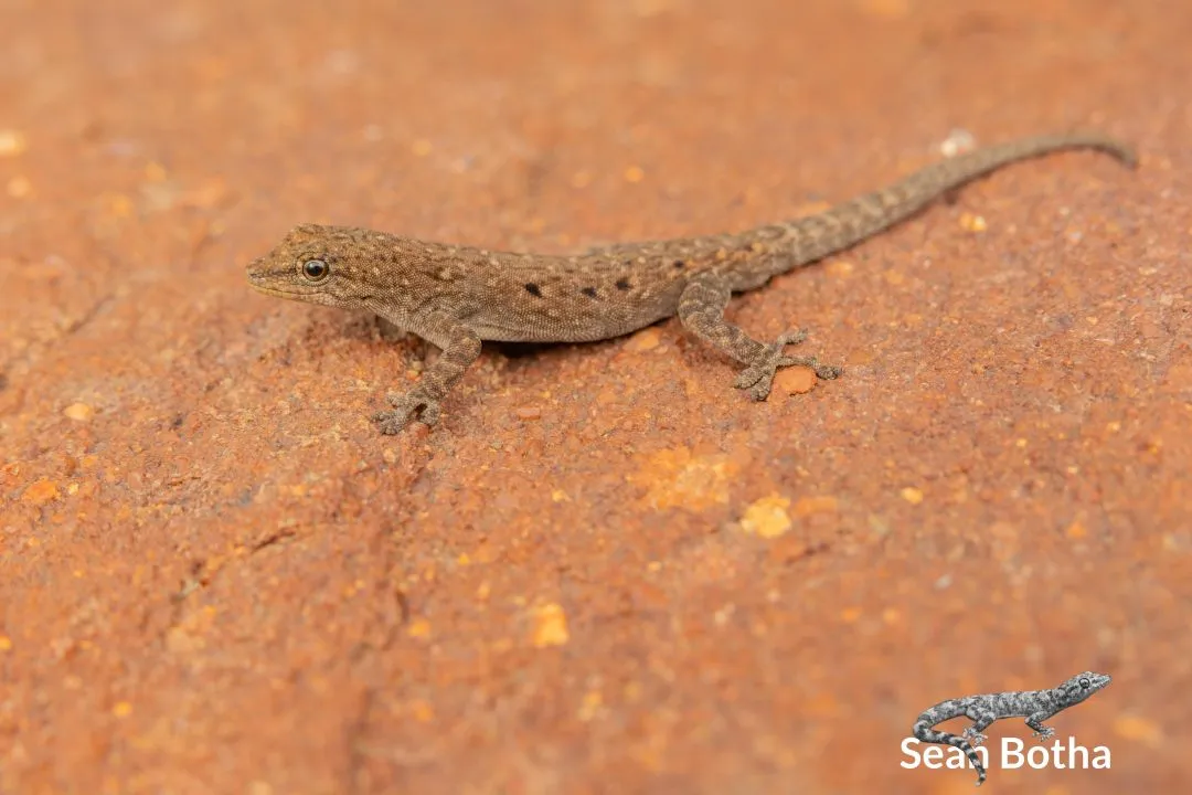 Black-spotted Dwarf Gecko -  Lygodactylus nigropunctatus