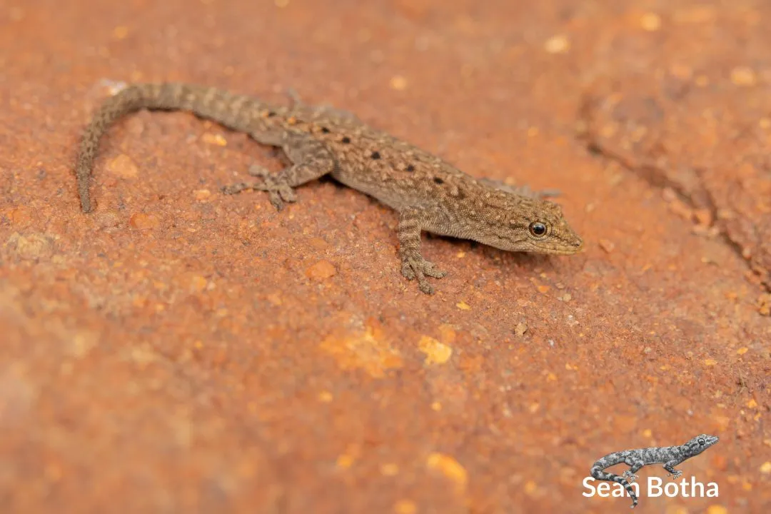 Lygodactylus nigropunctatus. From Ezemvelo Nature Reserve, Gauteng. Sean Botha.