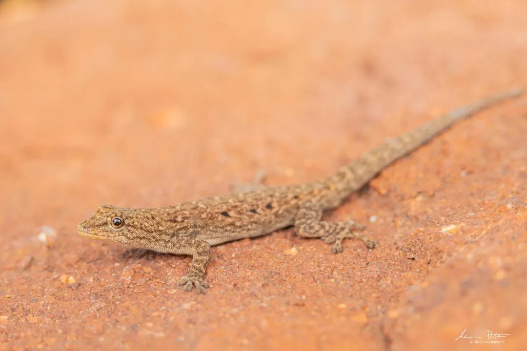 Lygodactylus nigropunctatus. From Ezemvelo Nature Reserve, Gauteng. Liam Botha.