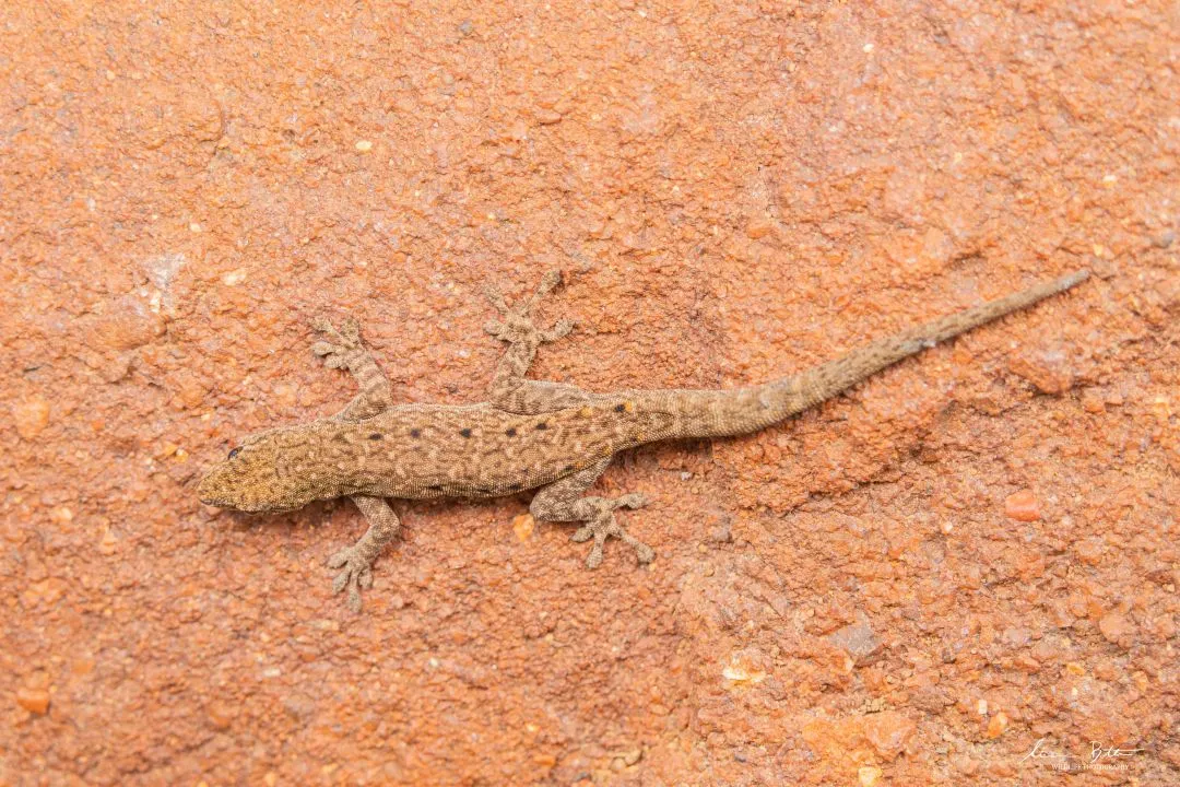 Lygodactylus nigropunctatus. From Ezemvelo Nature Reserve, Gauteng. Liam Botha.