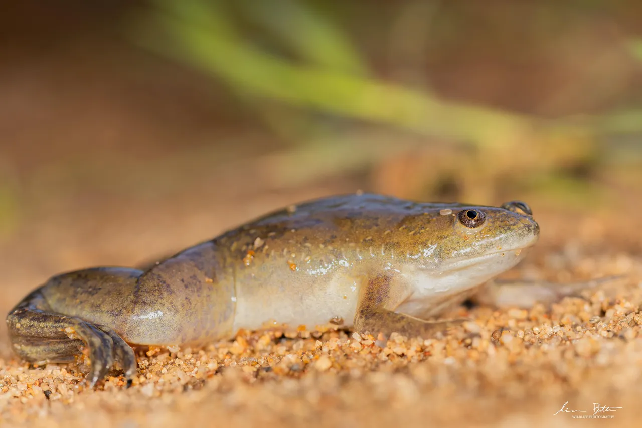 Xenopus laevis. From Forestiva Farm, Gauteng. Liam Botha.