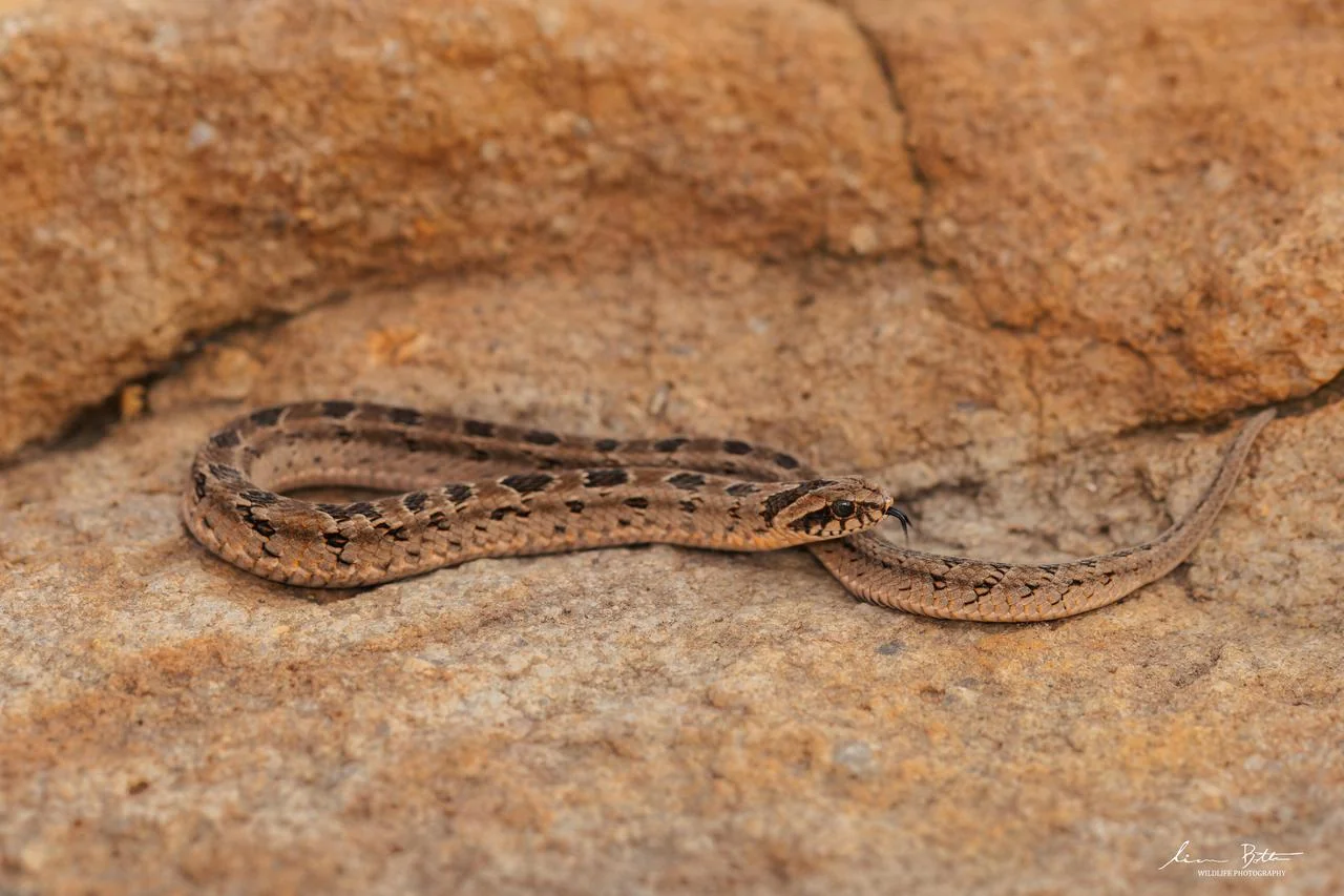 Causus rhombeatus. From near Diepsloot, Gauteng. Liam Botha.