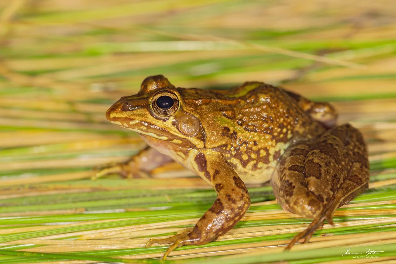 Amietia delalandii. From near Dullstroom, Mpumalanga. Liam Botha.