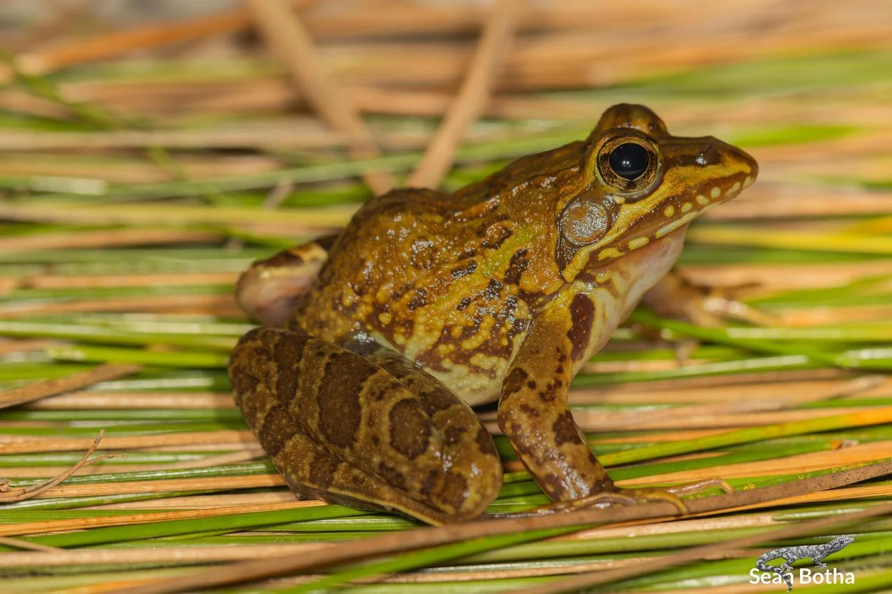 Amietia delalandii. From near Dullstroom, Mpumalanga. Sean Botha.