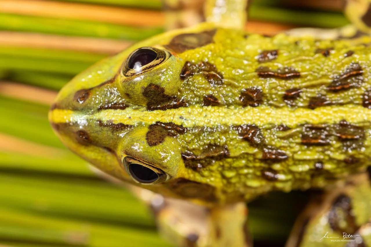 Poynton's River Frog. From near Dullstroom, Mpumalanga. Liam Botha.