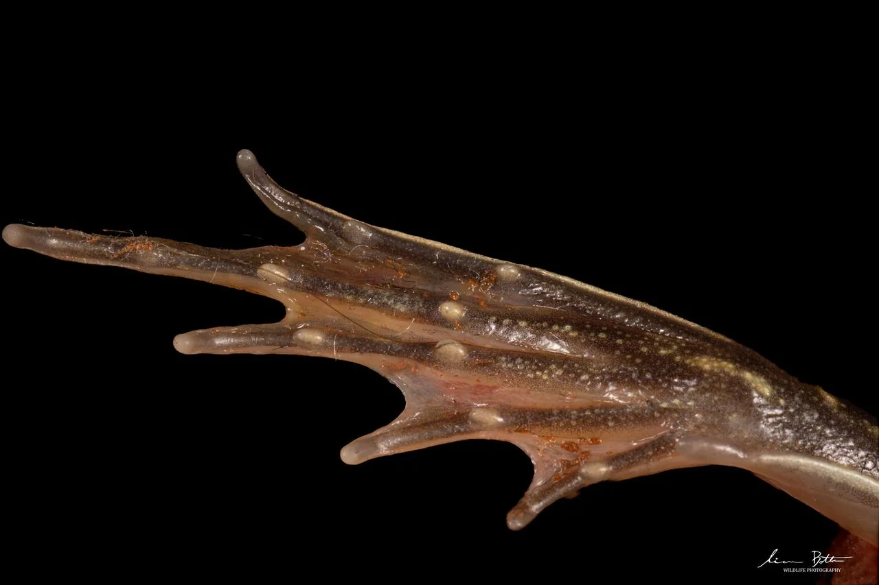 Poynton's River Frog Foot. From near Dullstroom, Mpumalanga. Liam Botha.