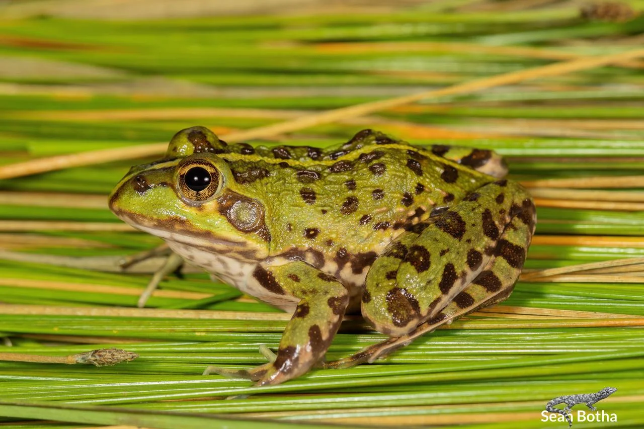 Amietia poyntoni – Poynton's River Frog