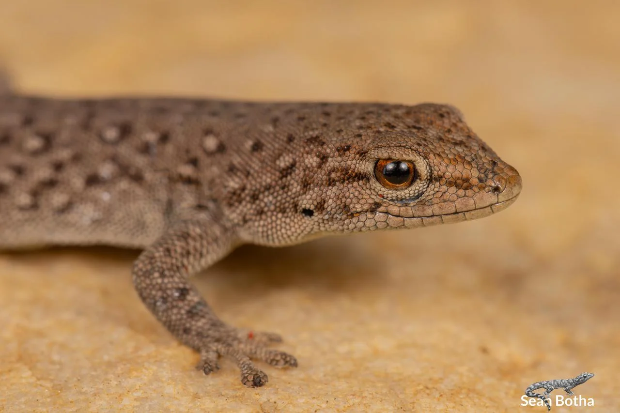 Lygodactylus ocellatus. From near Dullstroom, Mpumalanga. Sean Botha.