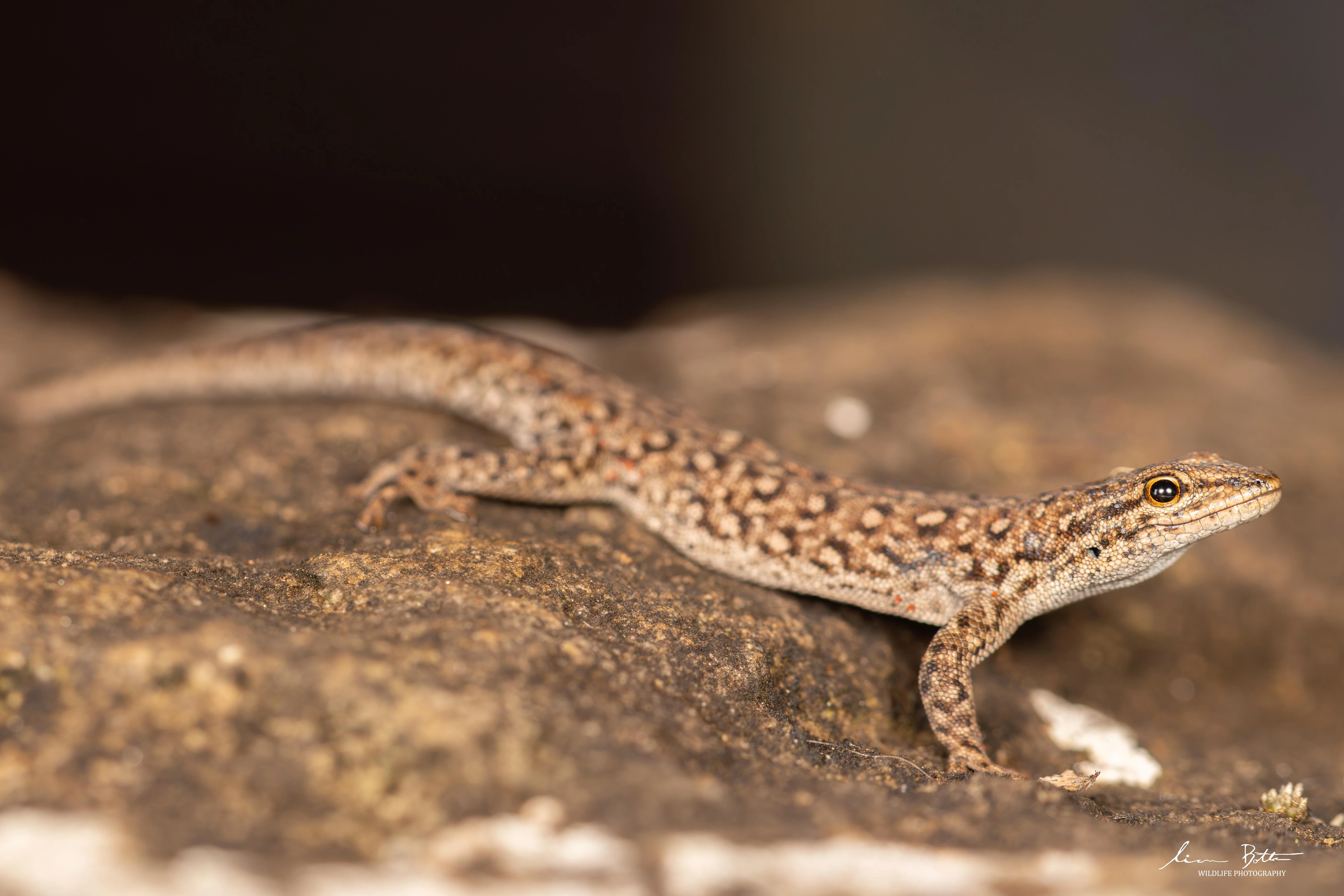 Lygodactylus ocellatus. From near Dullstroom, Mpumalanga. Liam Botha.