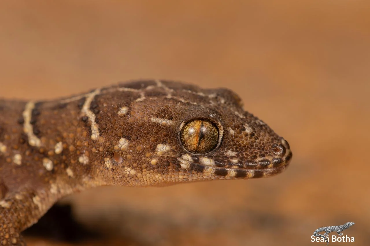 Pachydactylus vansoni. From near Dullstroom, Mpumalanga. Sean Botha.