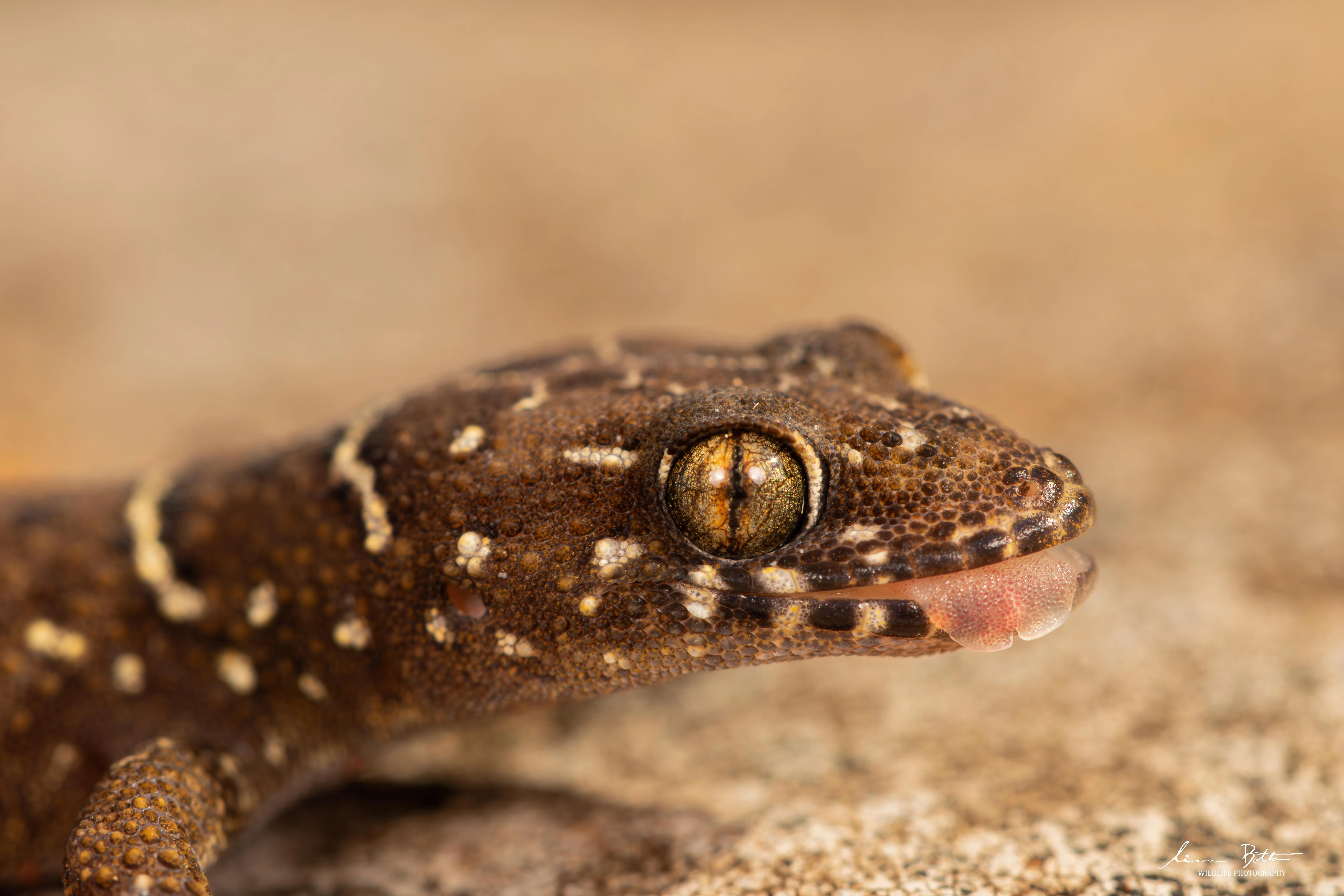 Pachydactylus vansoni. From near Dullstroom, Mpumalanga. Liam Botha.