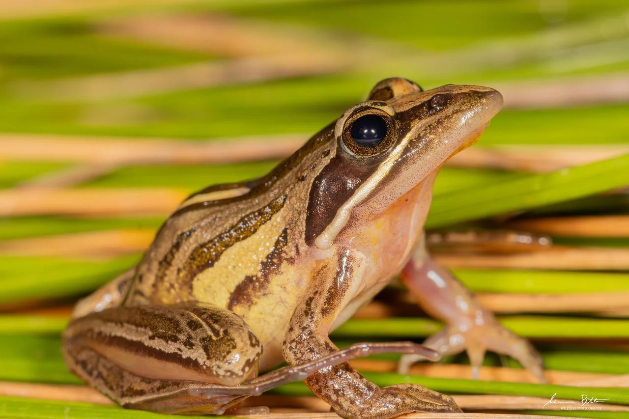 Strongylopus fasciatus. From near Dullstroom, Mpumalanga. Liam Botha.