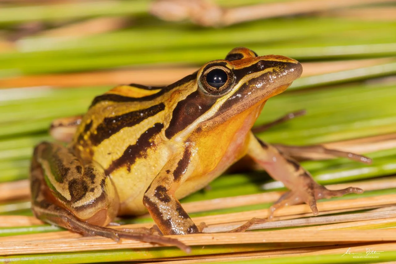 Striped Stream Frog – Strongylopus fasciatus