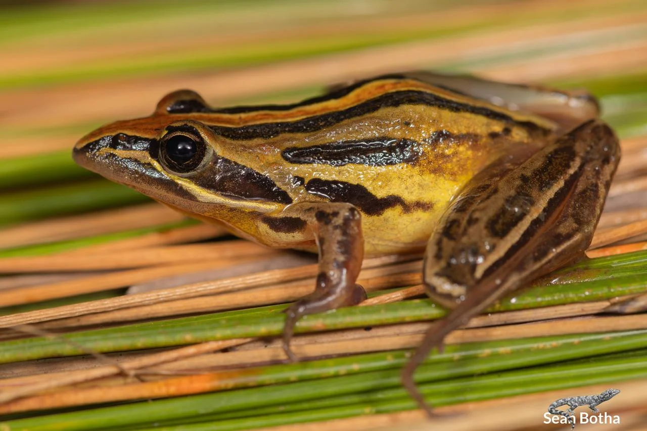 Strongylopus fasciatus. From near Dullstroom, Mpumalanga. Sean Botha.