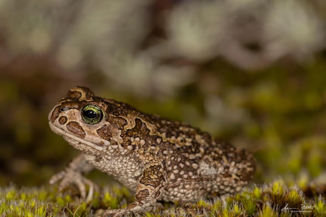 Cloud Toad – Vandijkophrynus nubicola