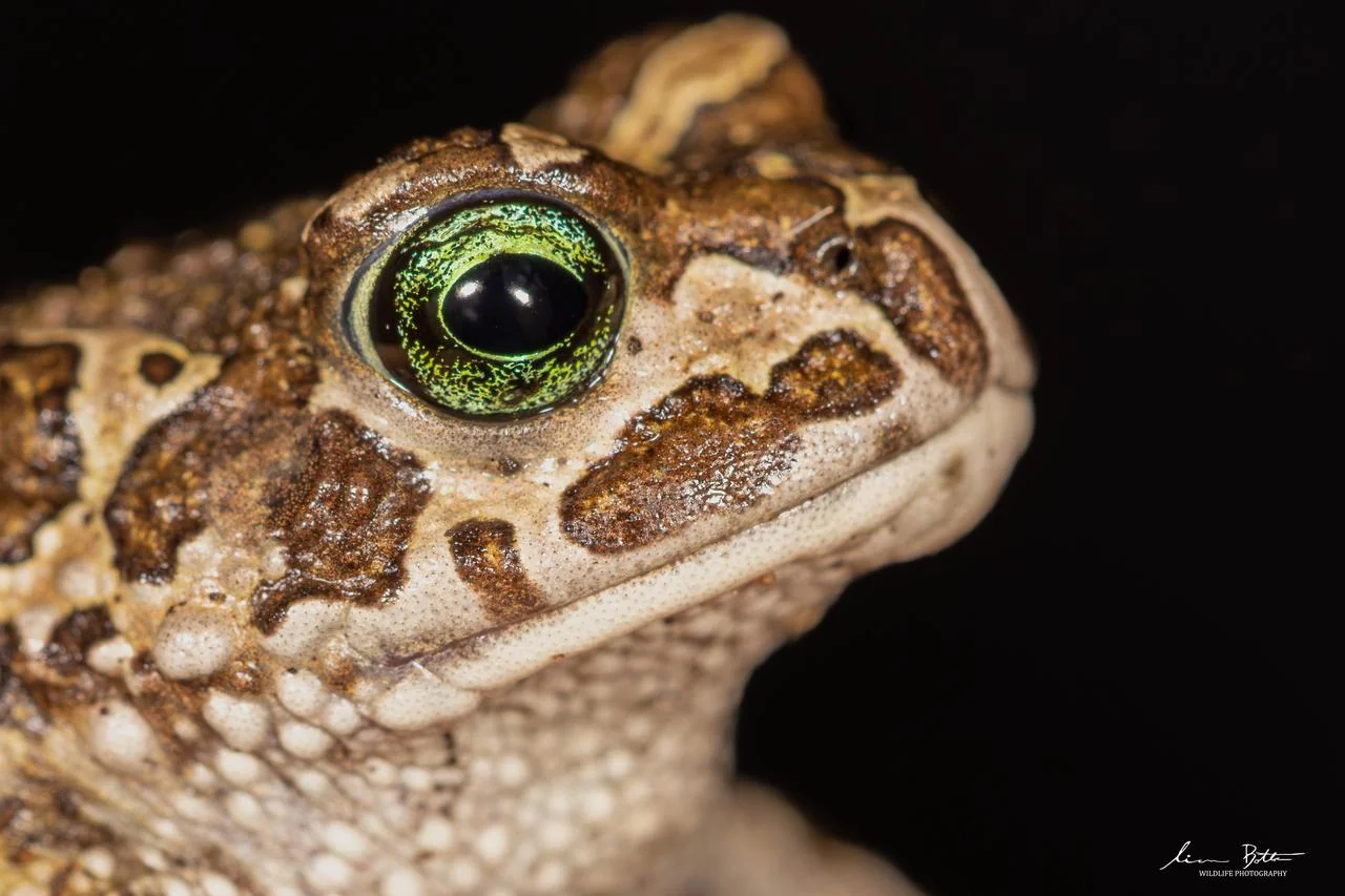 Vandijkophrynus nubicola. From Verloren Vallei Nature Reserve, Mpumalanga. Liam Botha.