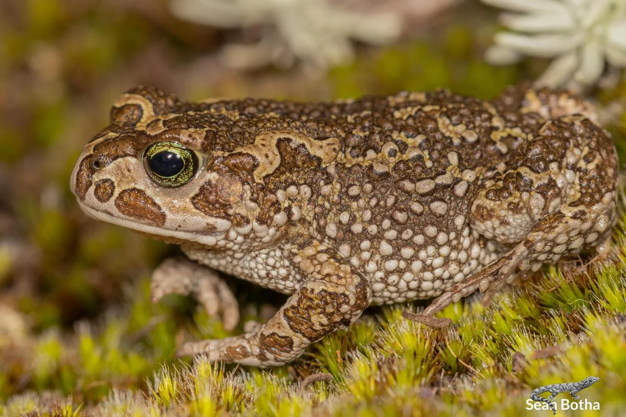 Vandijkophrynus nubicola. From Verloren Vallei Nature Reserve, Mpumalanga. Sean Botha.
