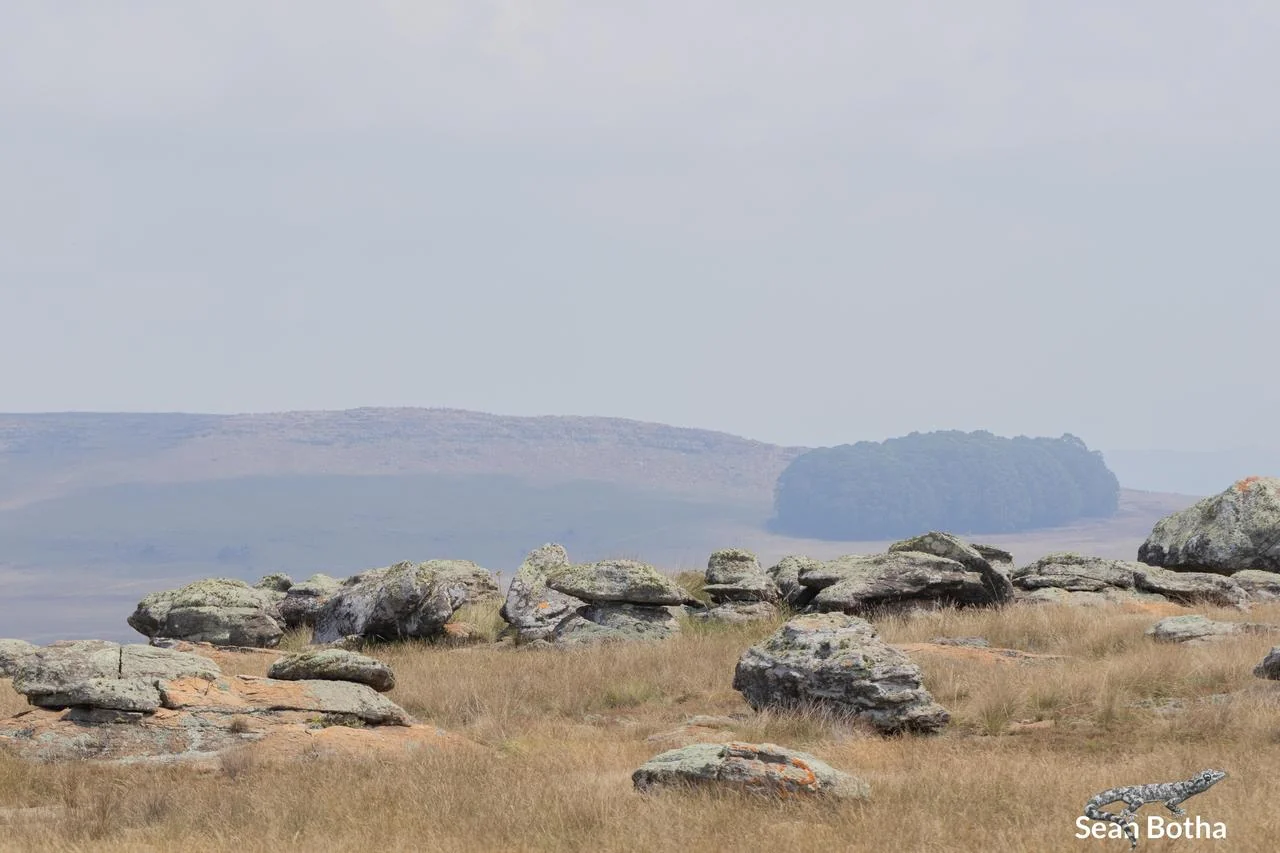 Vandijkophrynus nubicola Habitat. From Verloren Vallei Nature Reserve, Mpumalanga. Sean Botha.