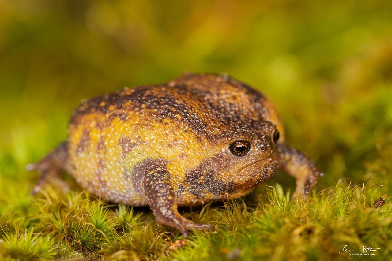 Plaintive Rain Frog – Breviceps verrucosus