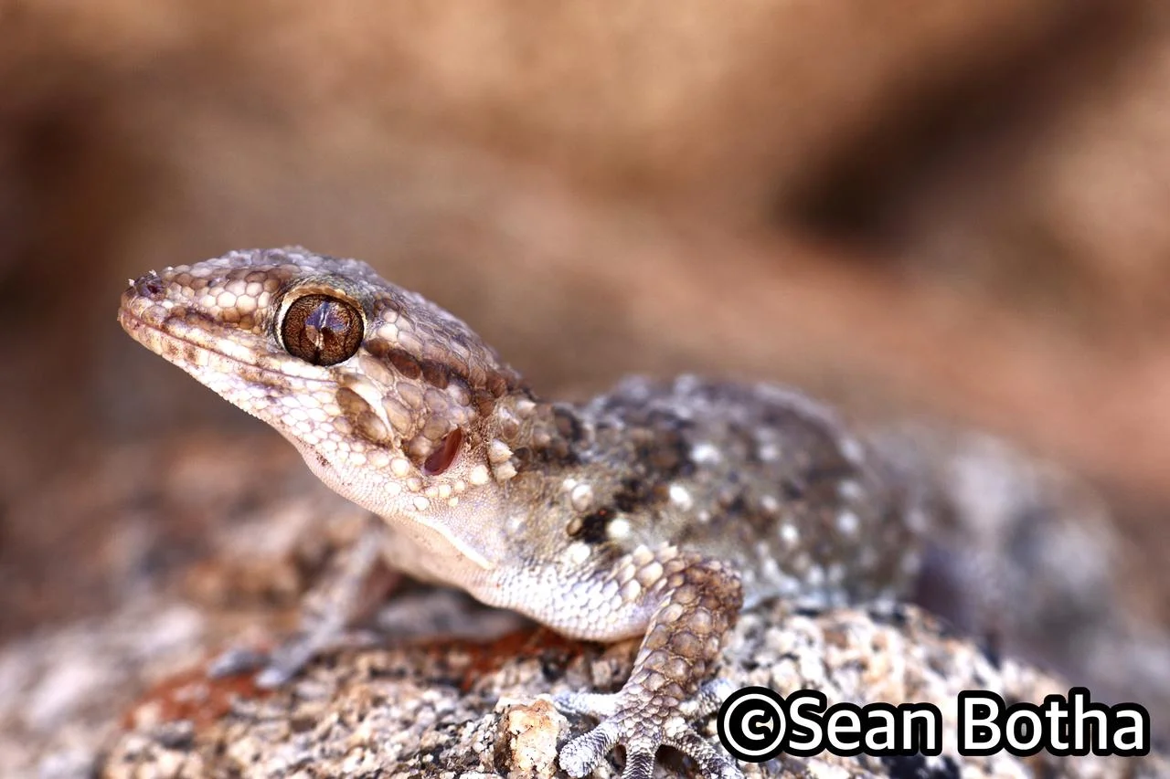 Chondrodactylus bibronii. From near Springbok, Northern Cape. Sean Botha.