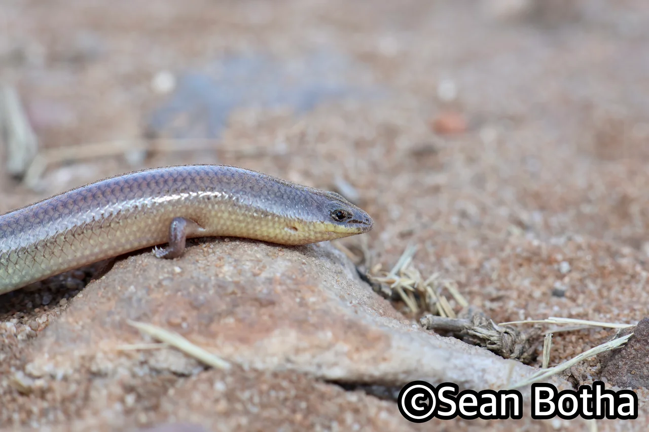 Mochlus sundevallii sundevallii. From Magliesburg, Gauteng. Sean Botha.