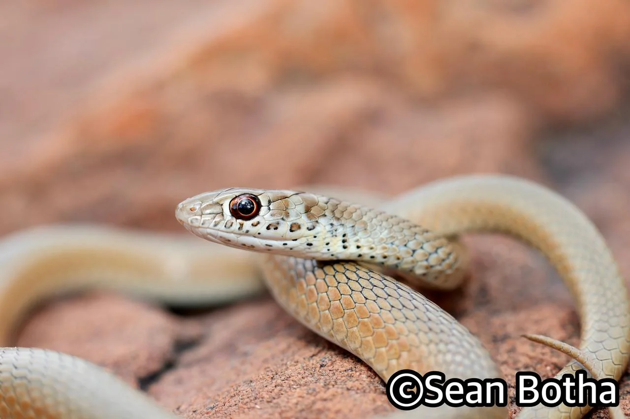 Psammophis brevirostris. From Magliesburg, Gauteng. Sean Botha.