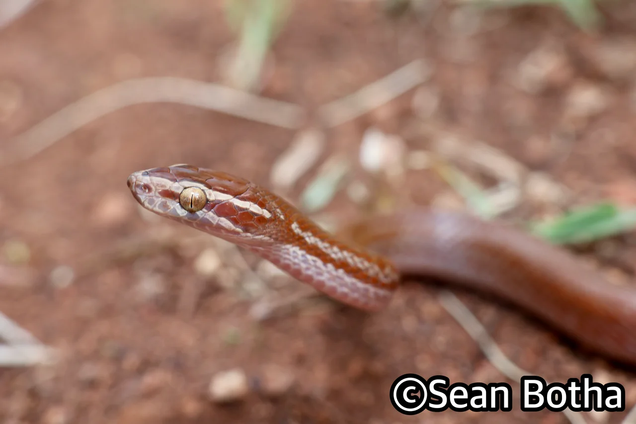 Boaedon capensis. From Pretoria, Gauteng. Sean Botha.