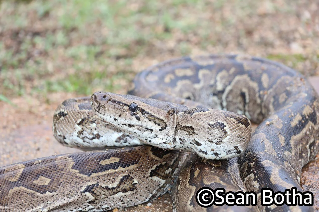 Python natalensis. From Mbombela, Mpumulanga. Sean Botha.