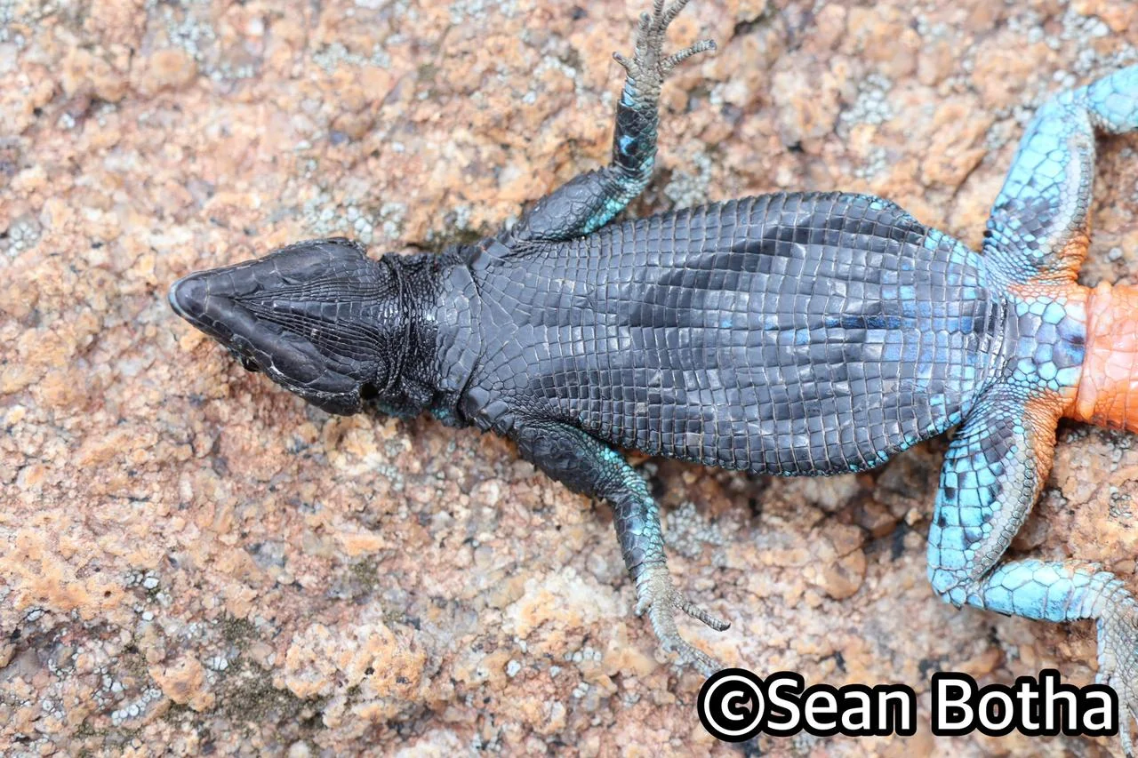 Platysaurus intermedius wihelmi. From Mbombela, Mpumulanga. Sean Botha.