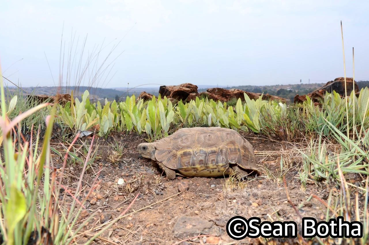 Kinixys lobatsiana. From near Irene, Gauteng. Sean Botha.