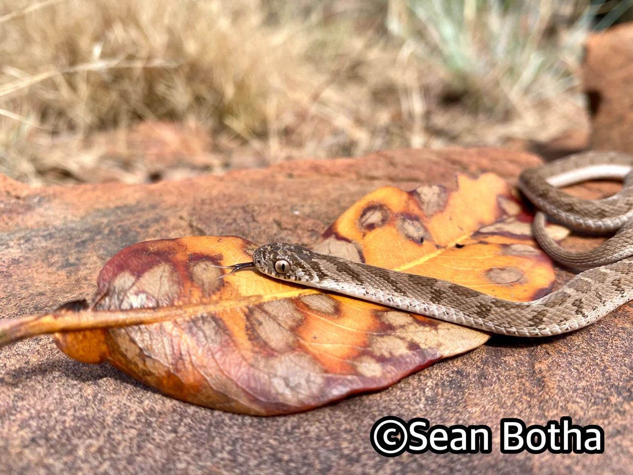 Dasypeltis scabra. From Pretoria, Gauteng. Sean Botha.
