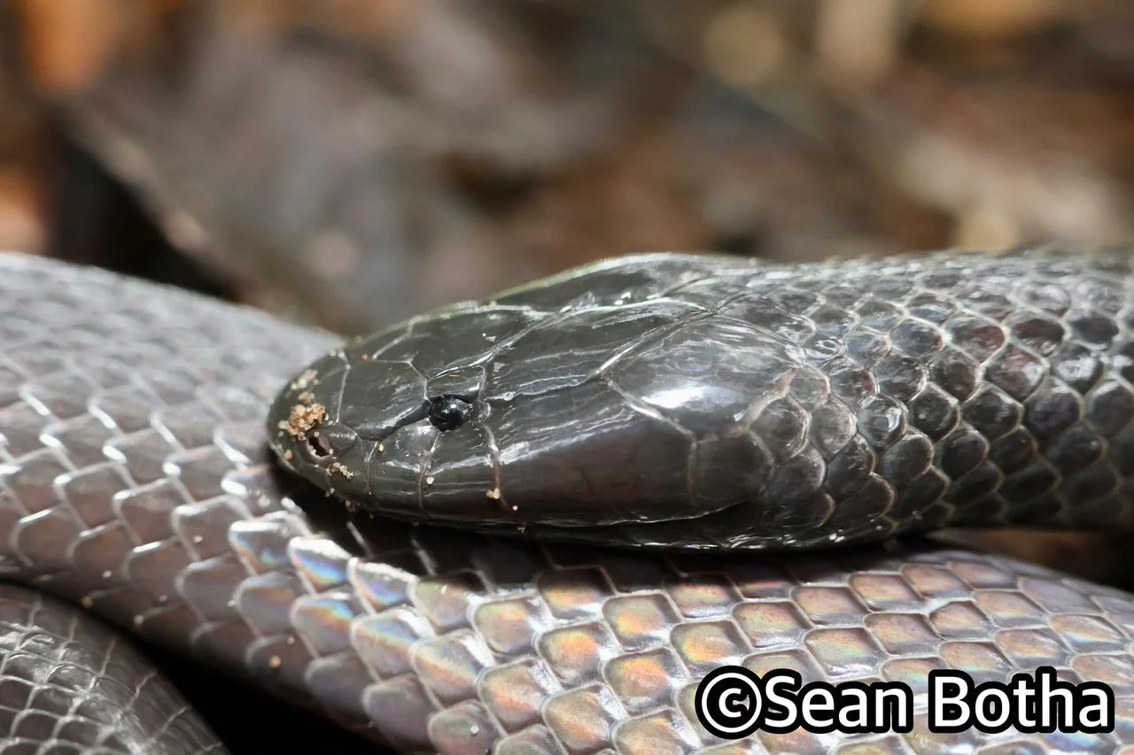 Amblyodipsas polylepis polylepis. From Kosi Bay, Kwa-Zulu Natal. Sean Botha.
