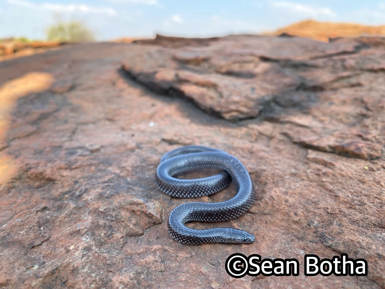 Lycophidion capense capense. From near Mogale, Gauteng. Sean Botha.