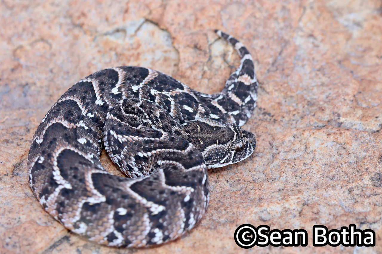 Bitis arietans arietans. From Magliesburg, Gauteng. Sean Botha.