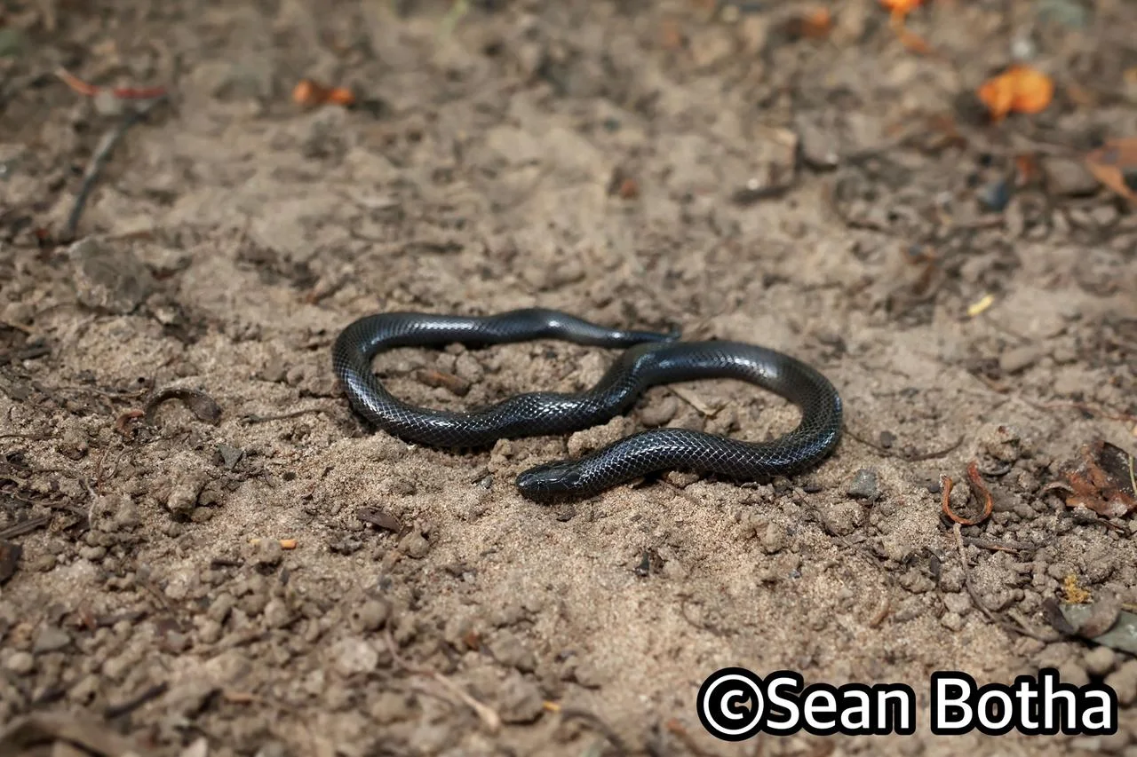 Amblyodipsas polylepis polylepis. From St. Lucia, Kwa-Zulu Natal. Sean Botha.