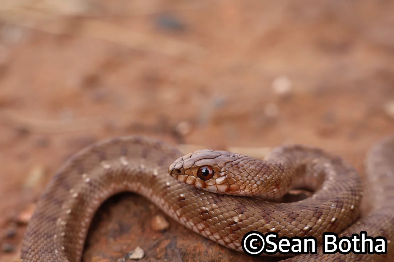 Pseudaspis cana. From Westonaria, Gauteng. Sean Botha.