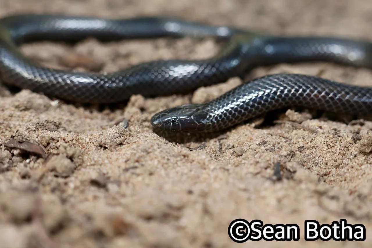 Amblyodipsas polylepis polylepis. From St. Lucia, Kwa-Zulu Natal. Sean Botha.