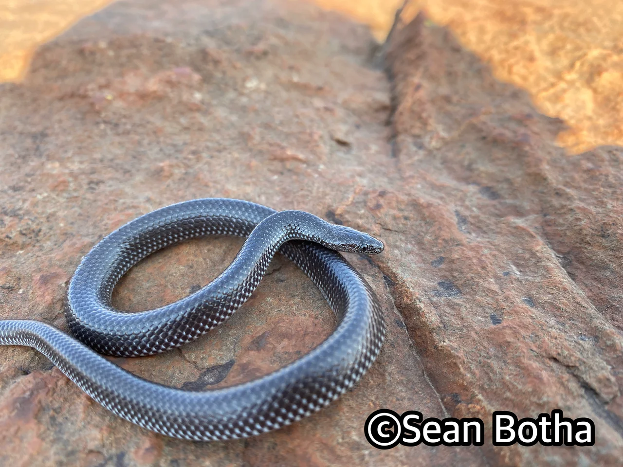Lycophidion capense capense. From near Mogale, Gauteng. Sean Botha.