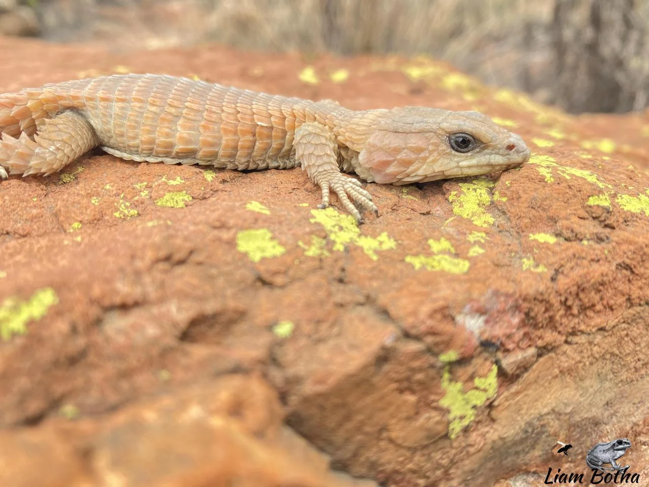 Cordylus vittifer. From Cullinan, Gauteng. Liam Botha.