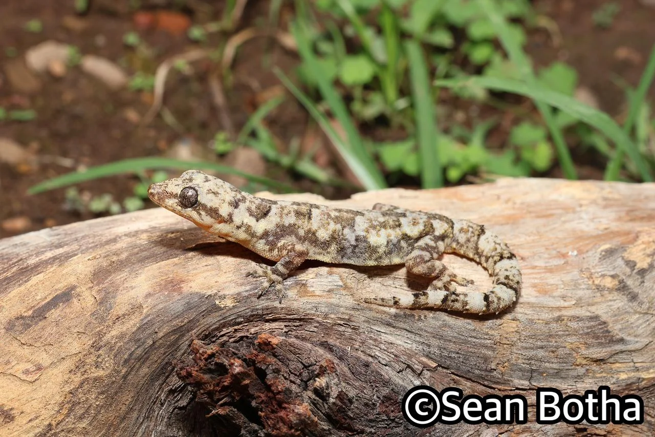 Hemidactylus mabouia sensu lato. From Pretoria, Gauteng. Sean Botha.