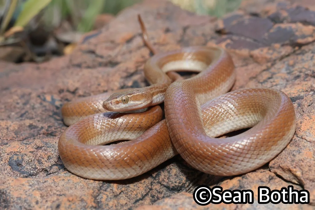 Boaedon capensis. From Pretoria, Gauteng. Sean Botha.