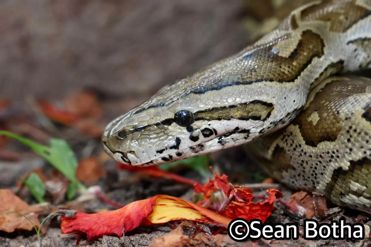 Southern African Python - Python natalensis
