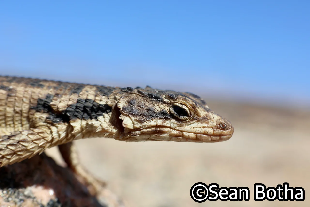 Karusasaurus polyzonus. From Boulder Bay, Northern Cape. Sean Botha.