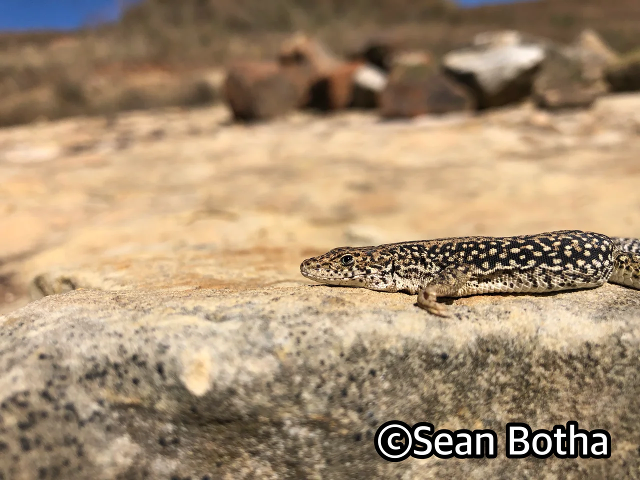 Pedioplanis burchelli. From Golden Gate National Park, Free State. Sean Botha.