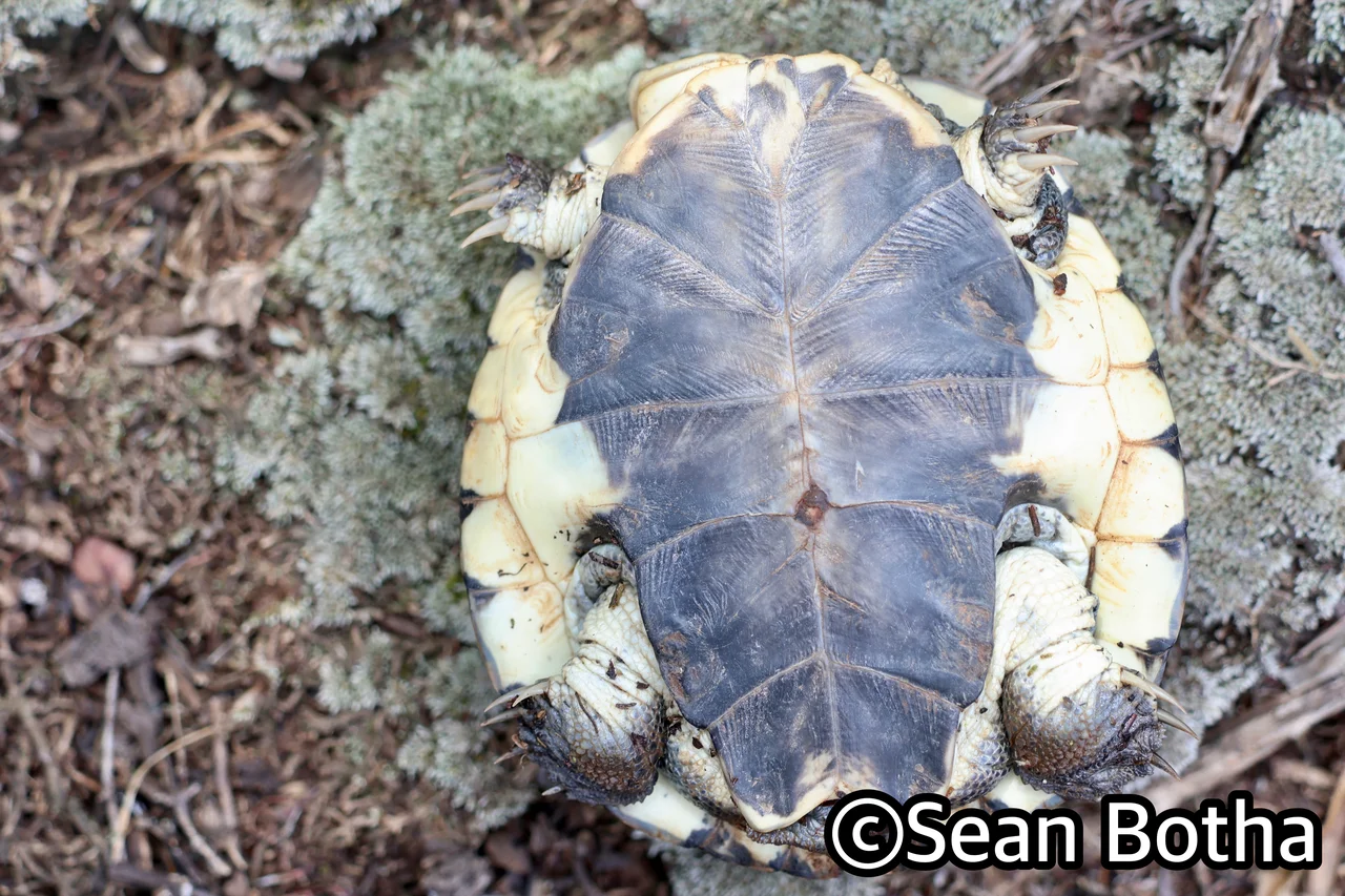 Pelomedusa galeata. From Roodepoort, Gauteng. Sean Botha.