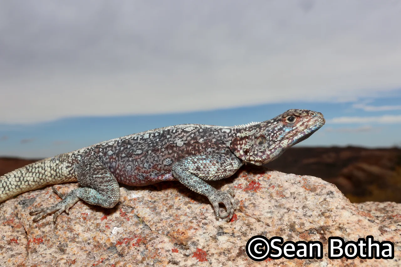 Agama atra. From near Springbok, Northern Cape. Sean Botha.