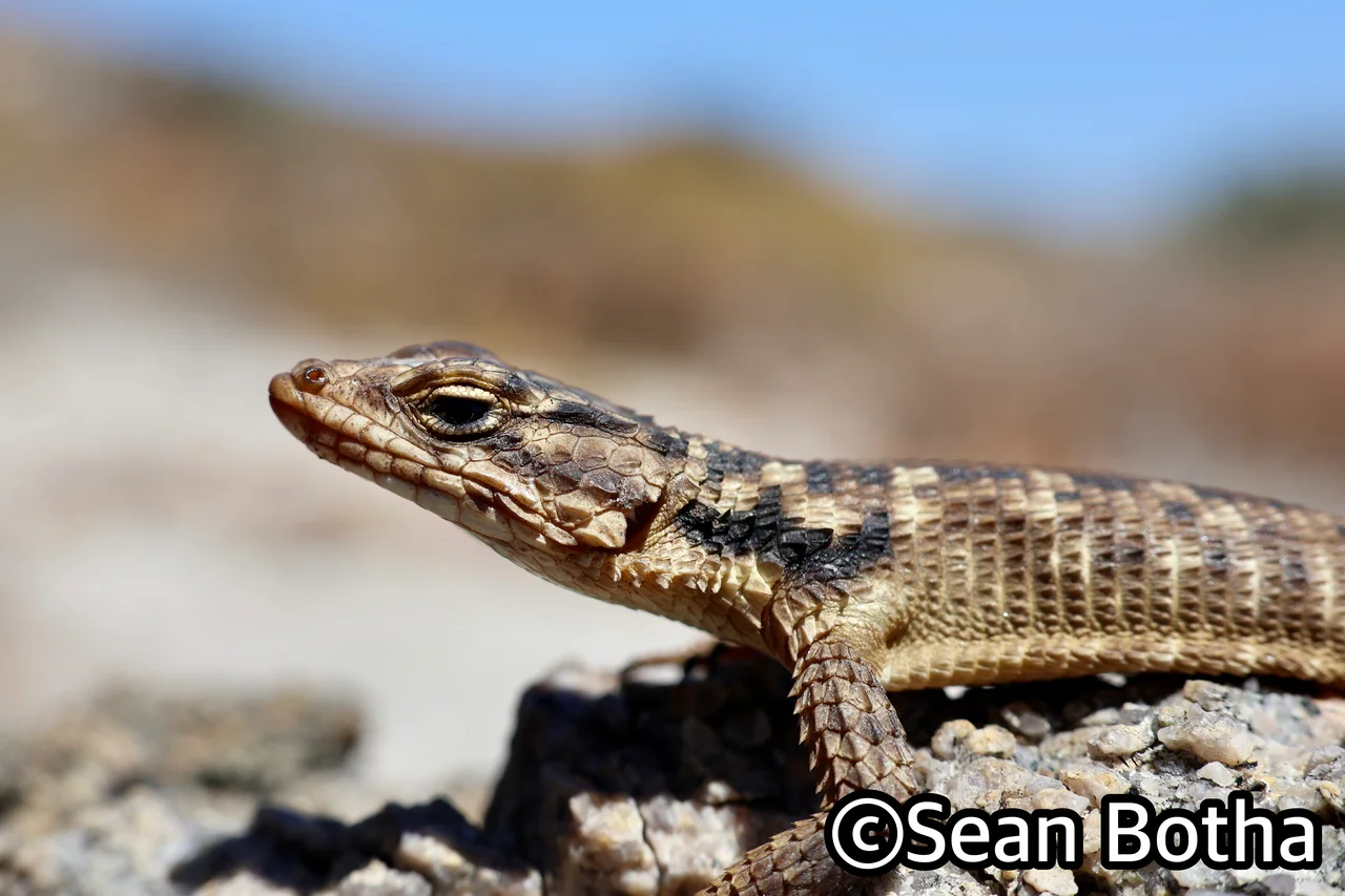 Karusasaurus polyzonus. From Boulder Bay, Northern Cape. Sean Botha.