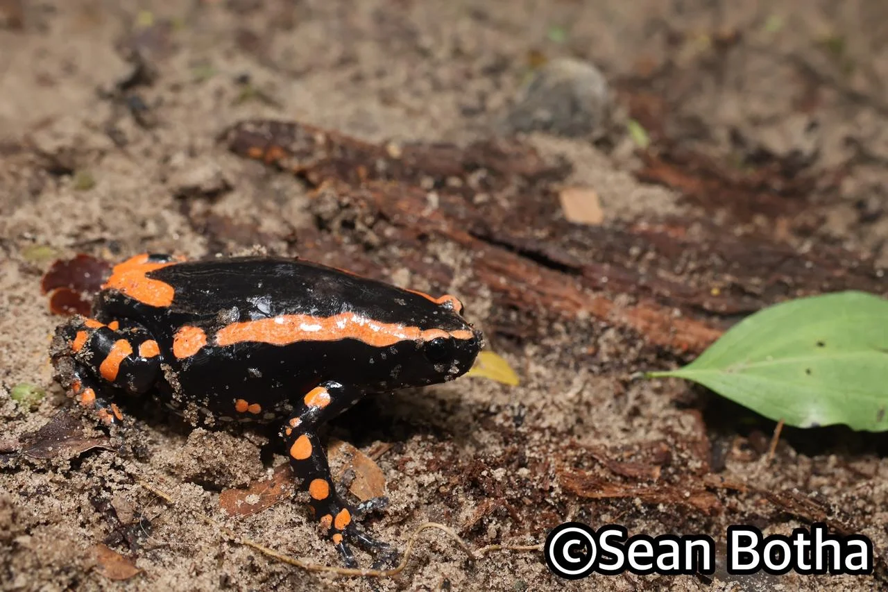 Phrynompantis bifasciatus. From near Emangusi, Kwa-Zulu Natal. Sean Botha.